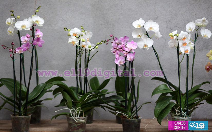 orquideas